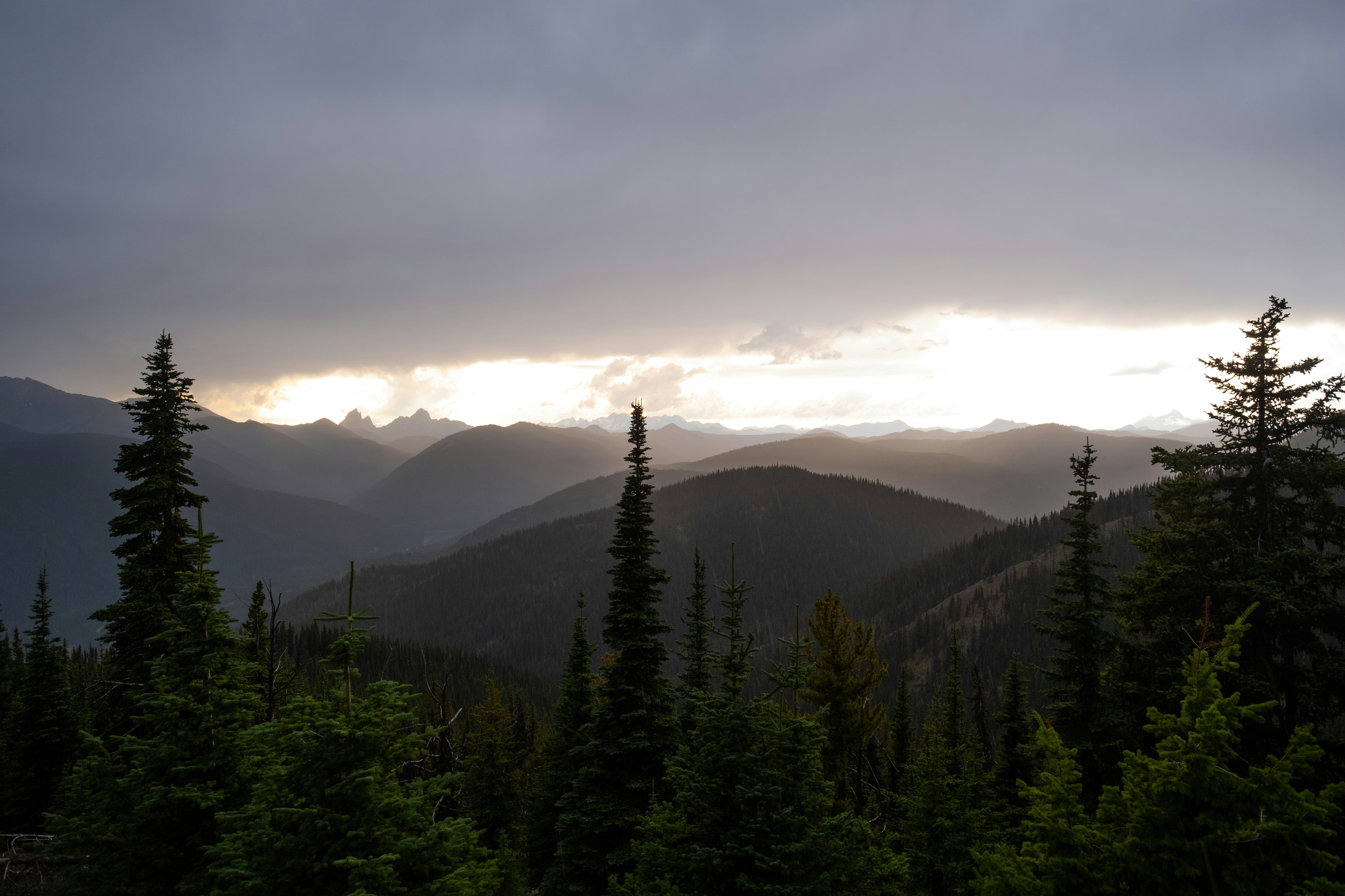 trees on mountain